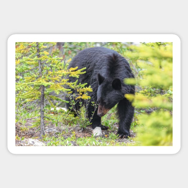 Black Bear Sticker by jvnimages